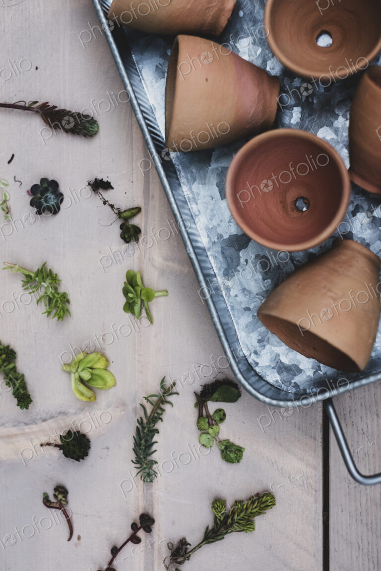 High angle close up of selection of small succulents and terracotta pots on metal tray.