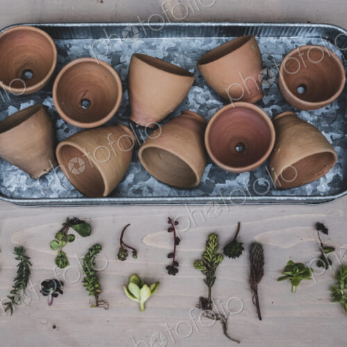 High angle close up of selection of small succulents and terracotta pots on metal tray. High angle close up of selection of small succulents and terracotta pots on metal tray.