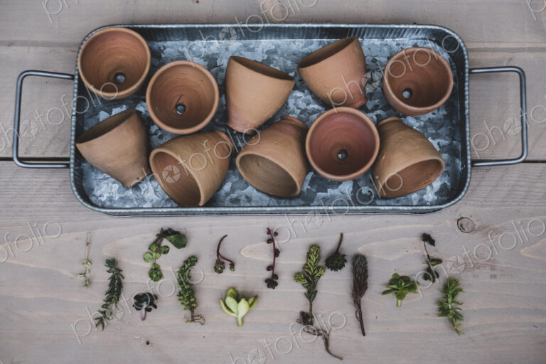 High angle close up of selection of small succulents and terracotta pots on metal tray.