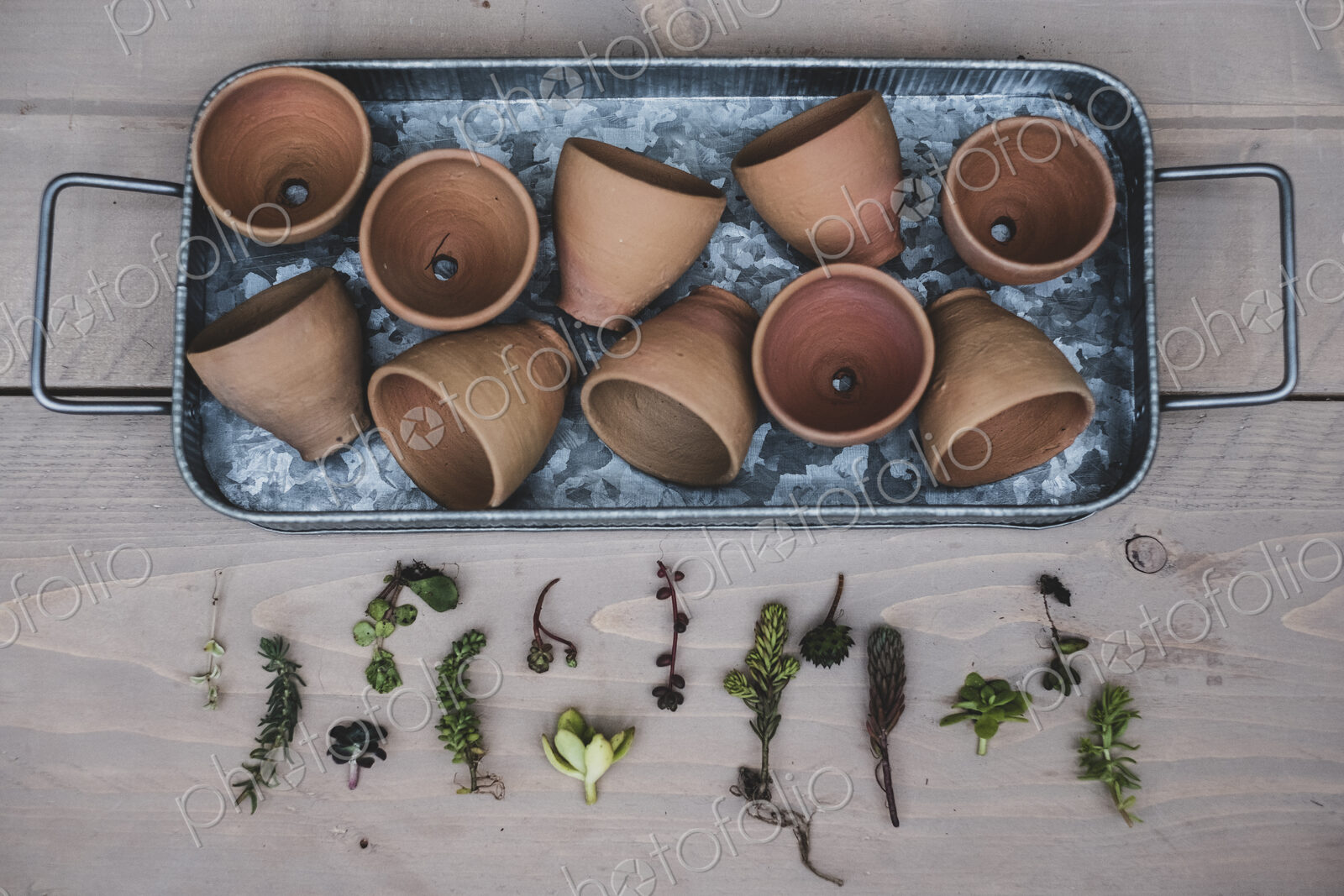 High angle close up of selection of small succulents and terracotta pots on metal tray.