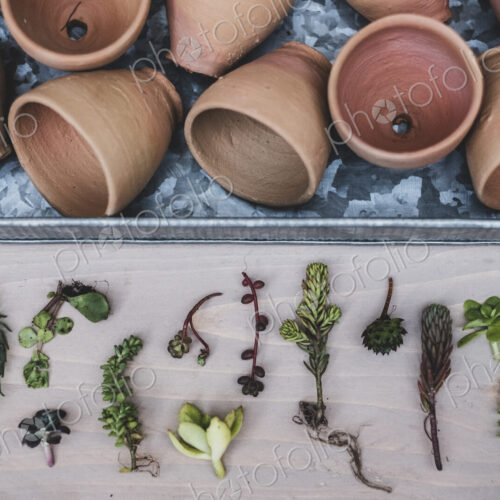 High angle close up of selection of small succulents and terracotta pots on metal tray.