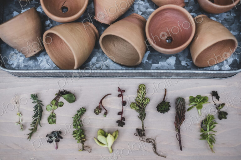 High angle close up of selection of small succulents and terracotta pots on metal tray.