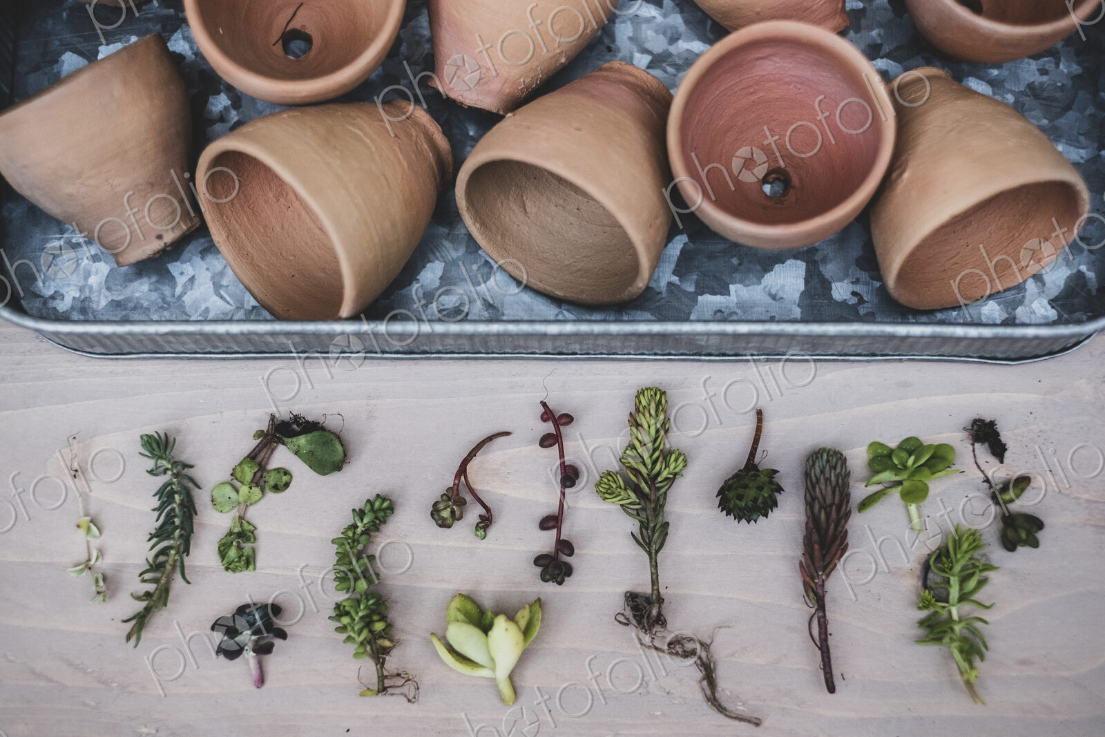 High angle close up of selection of small succulents and terracotta pots on metal tray.