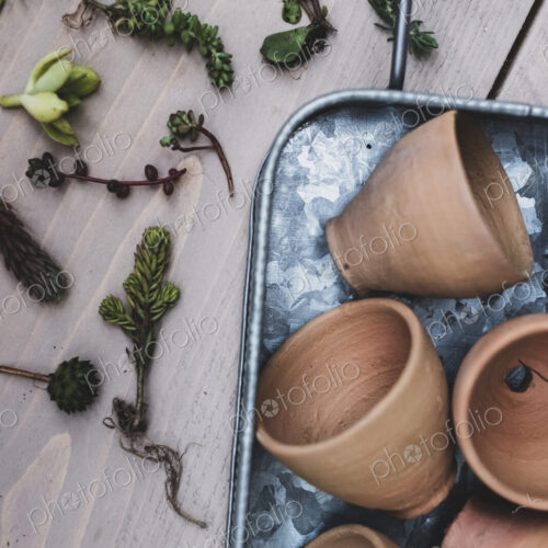 High angle close up of selection of small succulents and terracotta pots on metal tray.