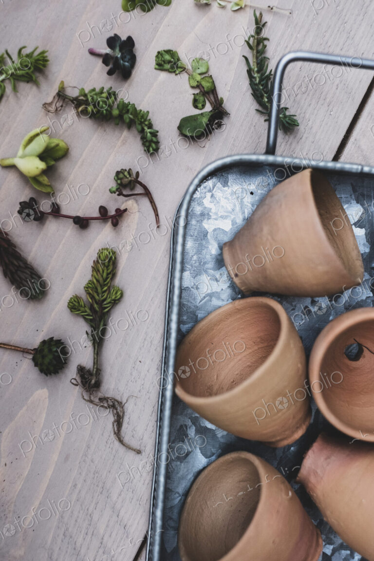 High angle close up of selection of small succulents and terracotta pots on metal tray.
