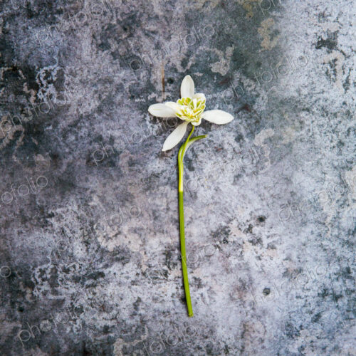 High angle close up of single snowdrop on textured grey surface.