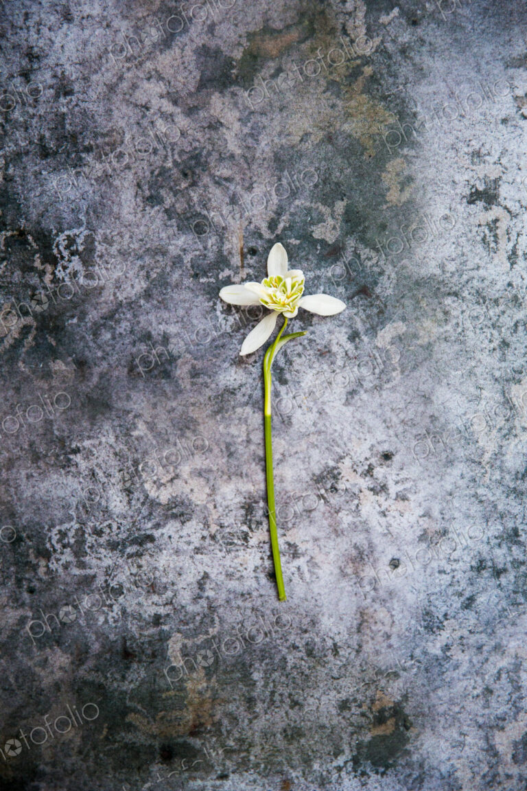 High angle close up of single snowdrop on textured grey surface.