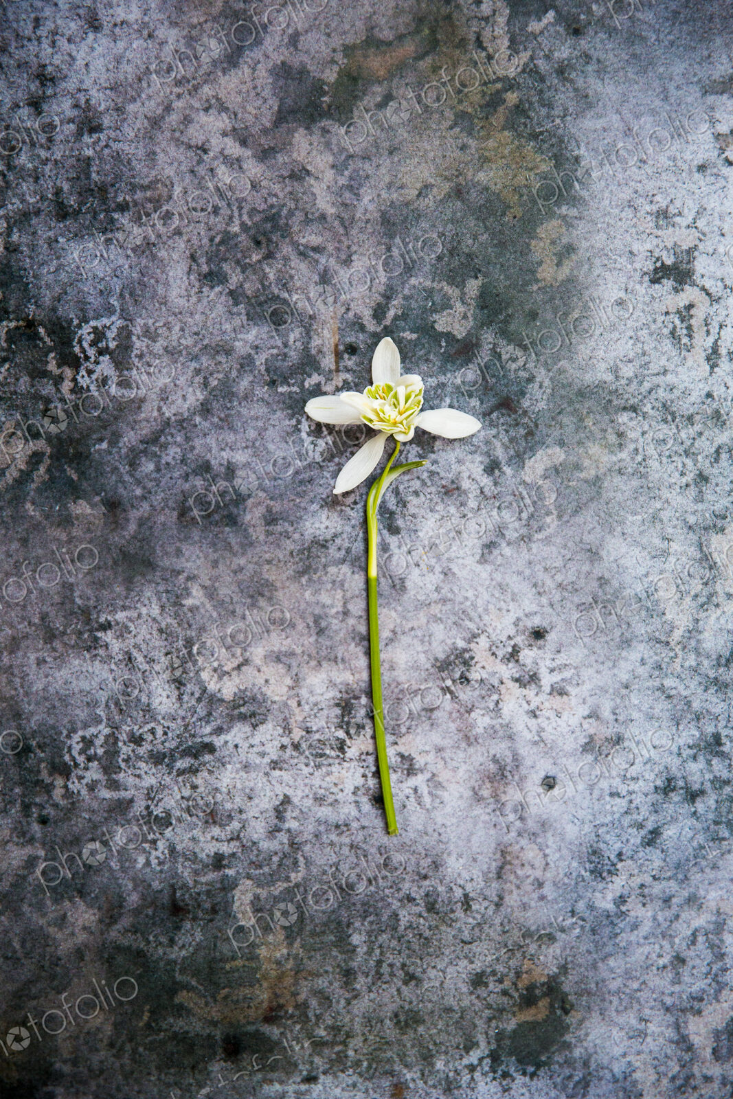 High angle close up of single snowdrop on textured grey surface.