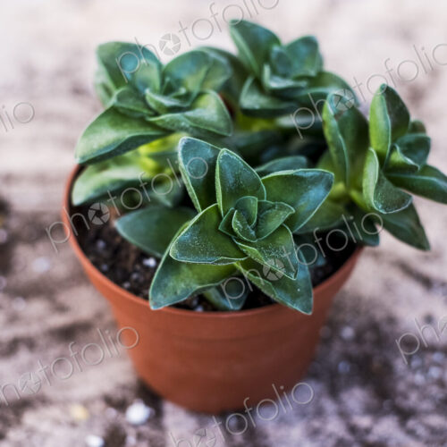 High angle close up of succulent in a terracotta pot.