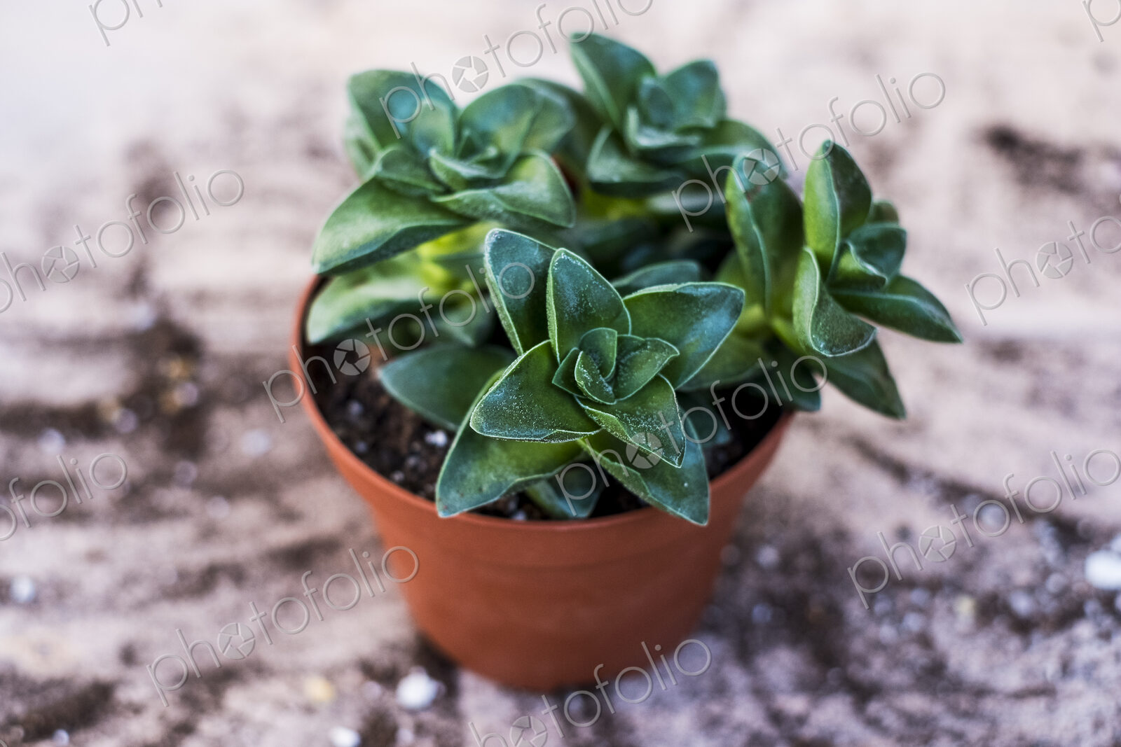 High angle close up of succulent in a terracotta pot.