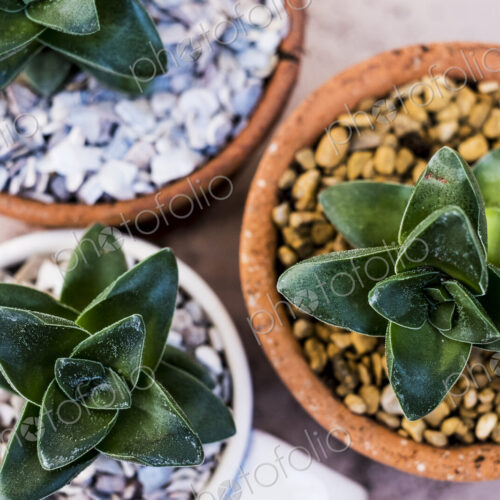 High angle close up of succulents planted in gravel in terracotta pots.