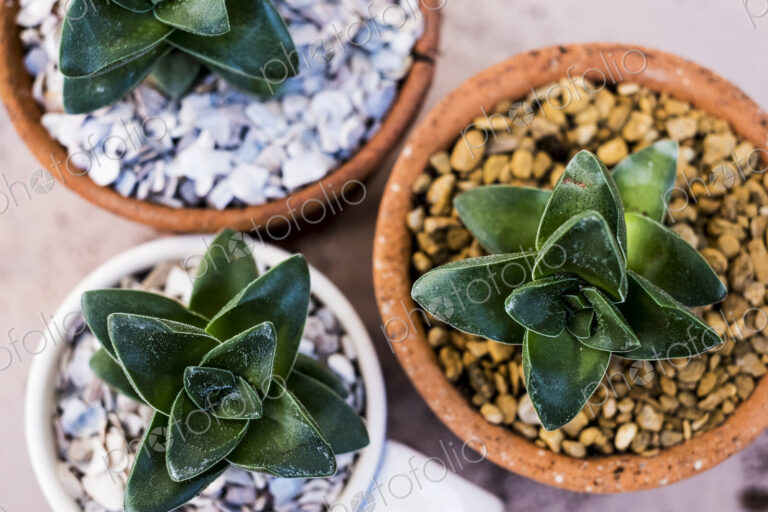 High angle close up of succulents planted in gravel in terracotta pots.