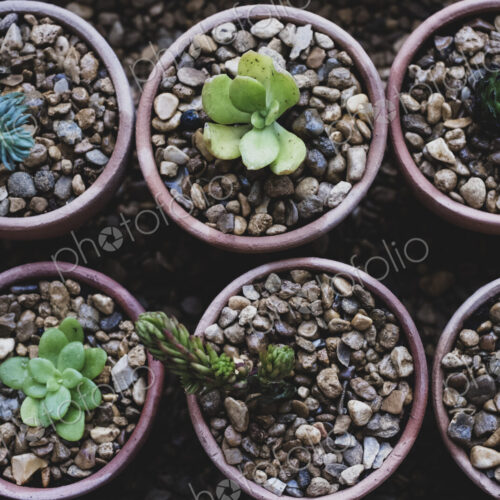 High angle close up of succulents planted in gravel in terracotta pots. High angle close up of succulents planted in gravel in terracotta pots.