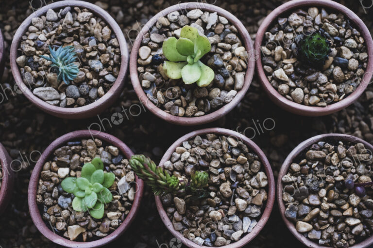 High angle close up of succulents planted in gravel in terracotta pots.