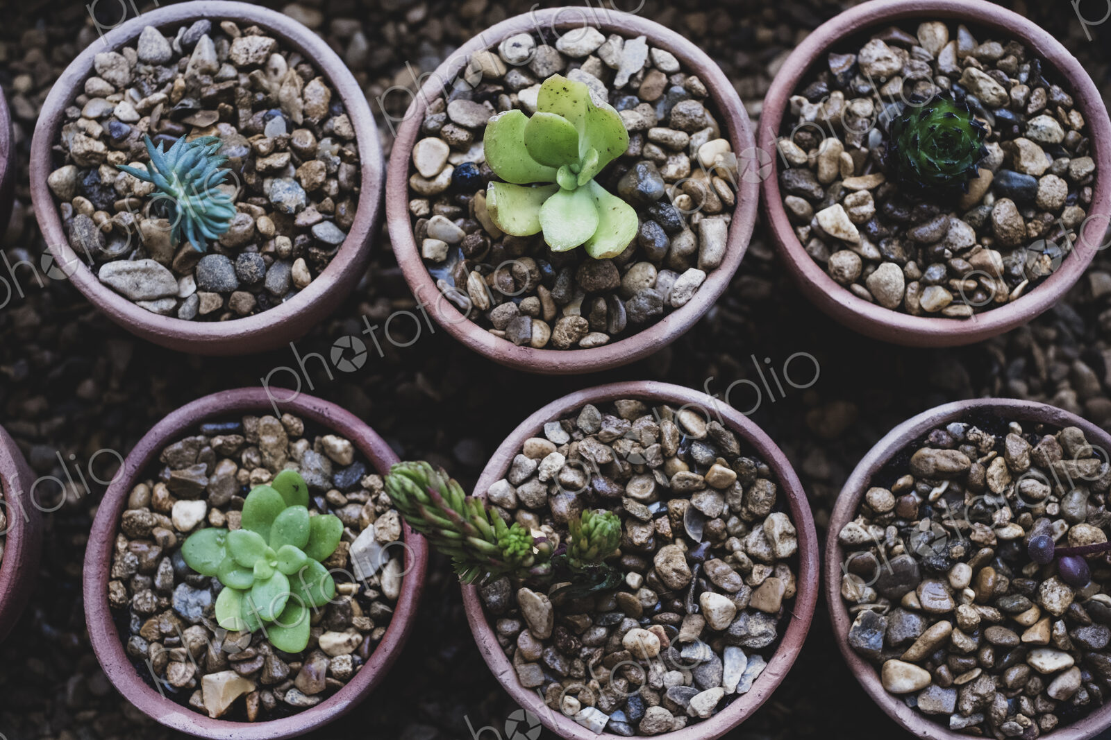High angle close up of succulents planted in gravel in terracotta pots.