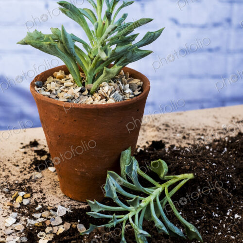High angle close up of terracotta pot with succulent, succulent plant with soil…