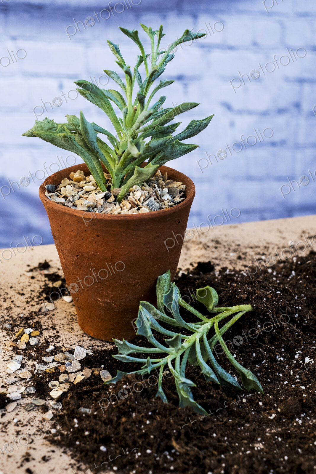 High angle close up of terracotta pot with succulent, succulent plant with soil…