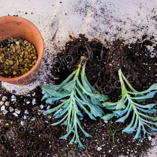 High angle close up of terracotta pot with succulent, succulent plants with soil…