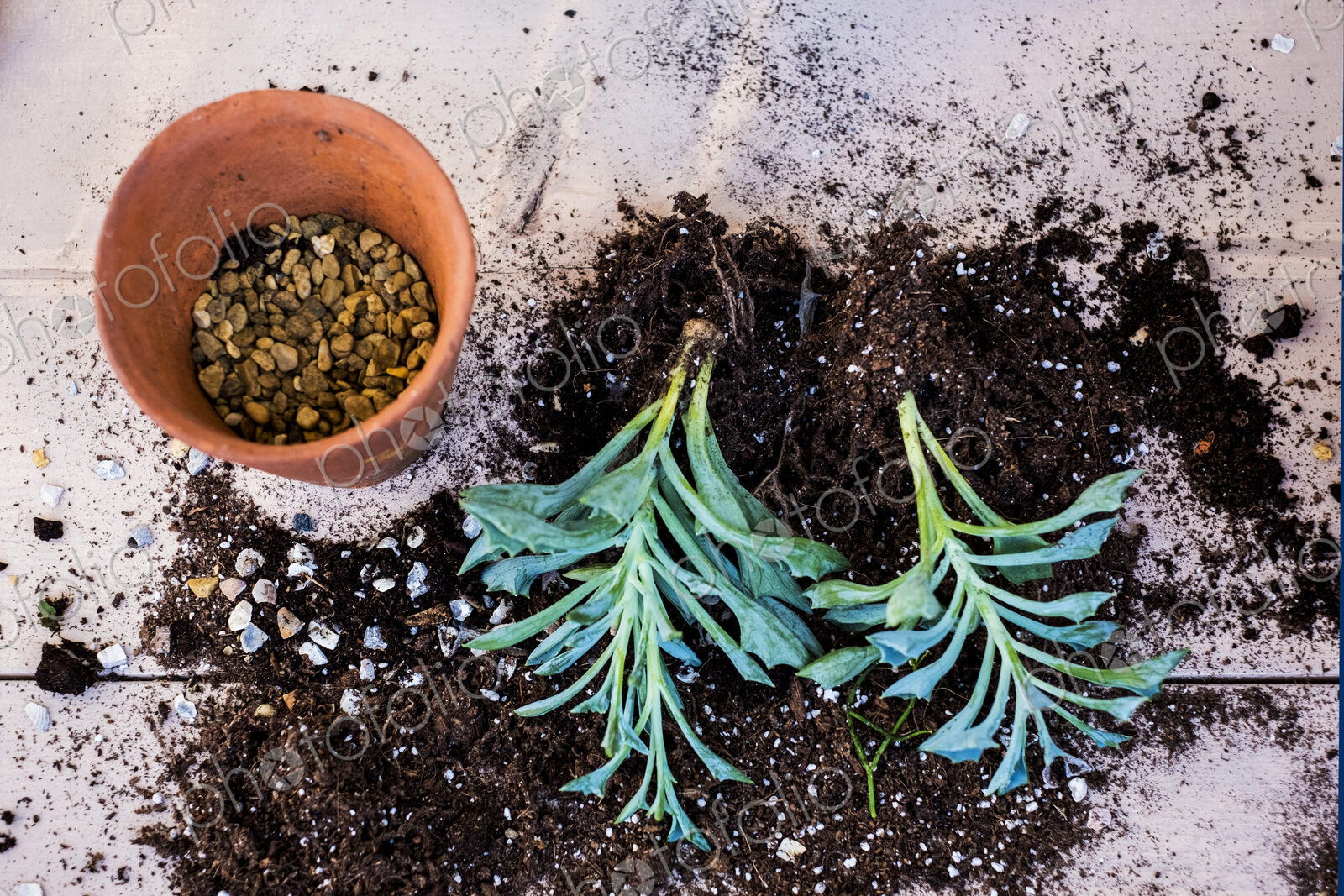 High angle close up of terracotta pot with succulent, succulent plants with soil…