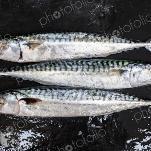 High angle close up of three fresh mackerel fish. High angle close up of three fresh mackerel fish.