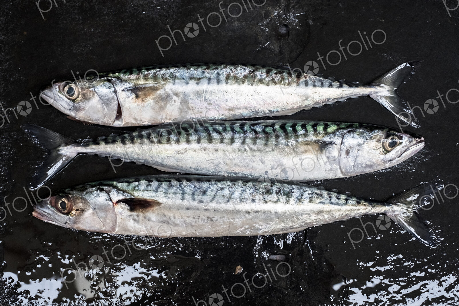 High angle close up of three fresh mackerel fish.