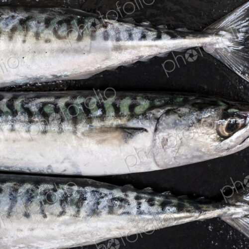 High angle close up of three fresh mackerel fish. High angle close up of three fresh mackerel fish.