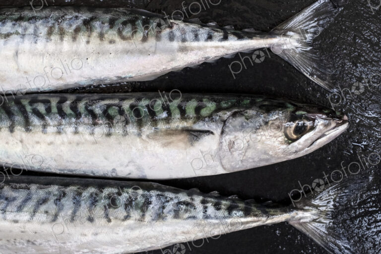 High angle close up of three fresh mackerel fish.