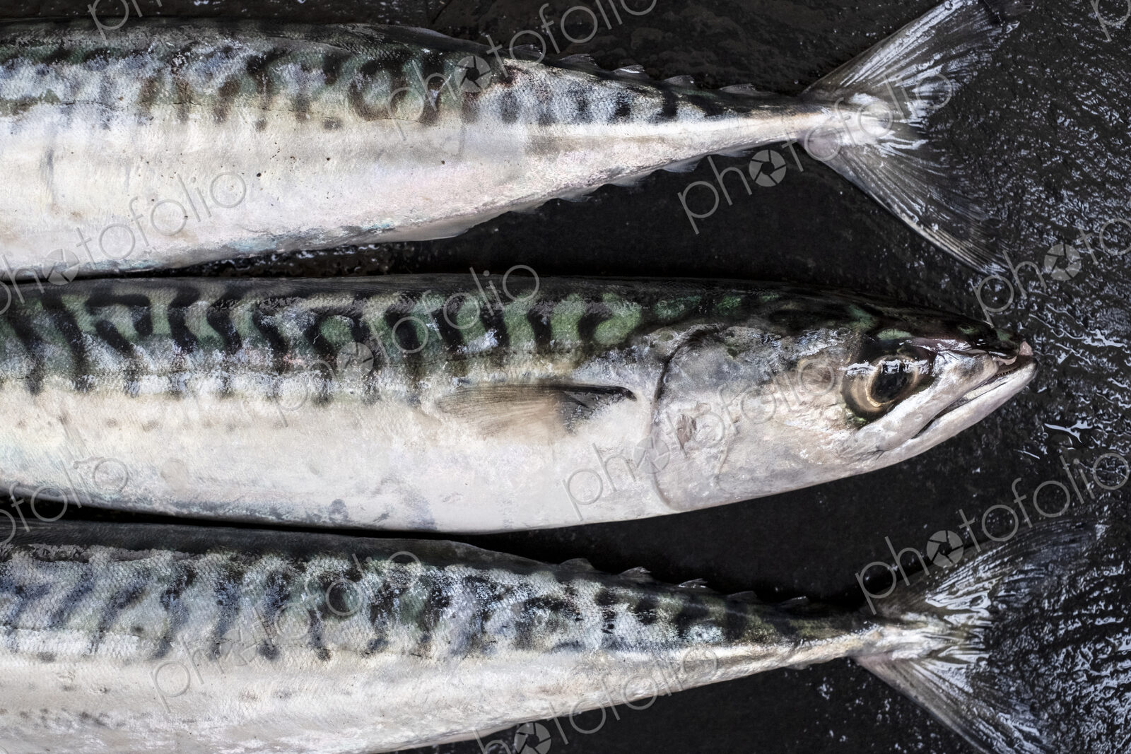 High angle close up of three fresh mackerel fish.