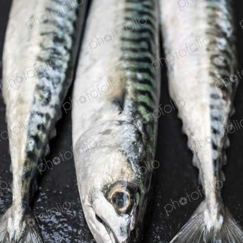 High angle close up of three fresh mackerel fish.