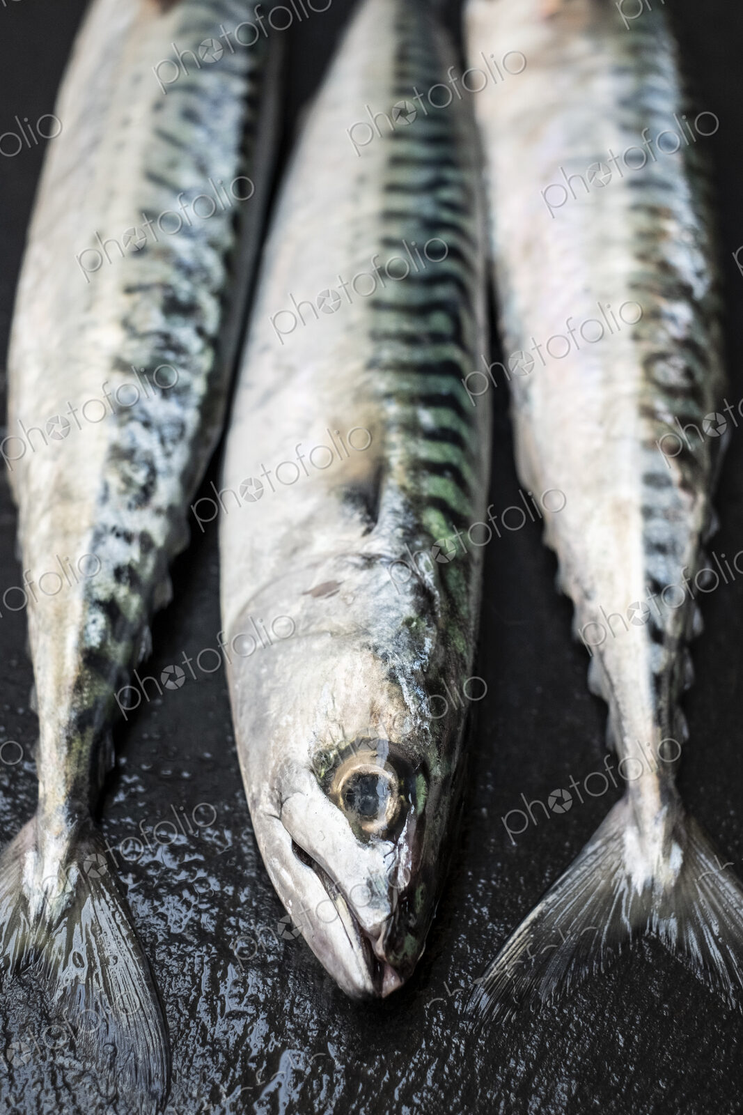 High angle close up of three fresh mackerel fish.