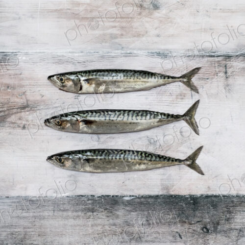 High angle close up of three fresh mackerel fish. High angle close up of three fresh mackerel fish.