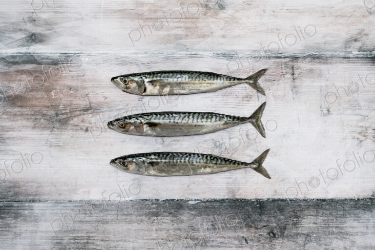 High angle close up of three fresh mackerel fish.