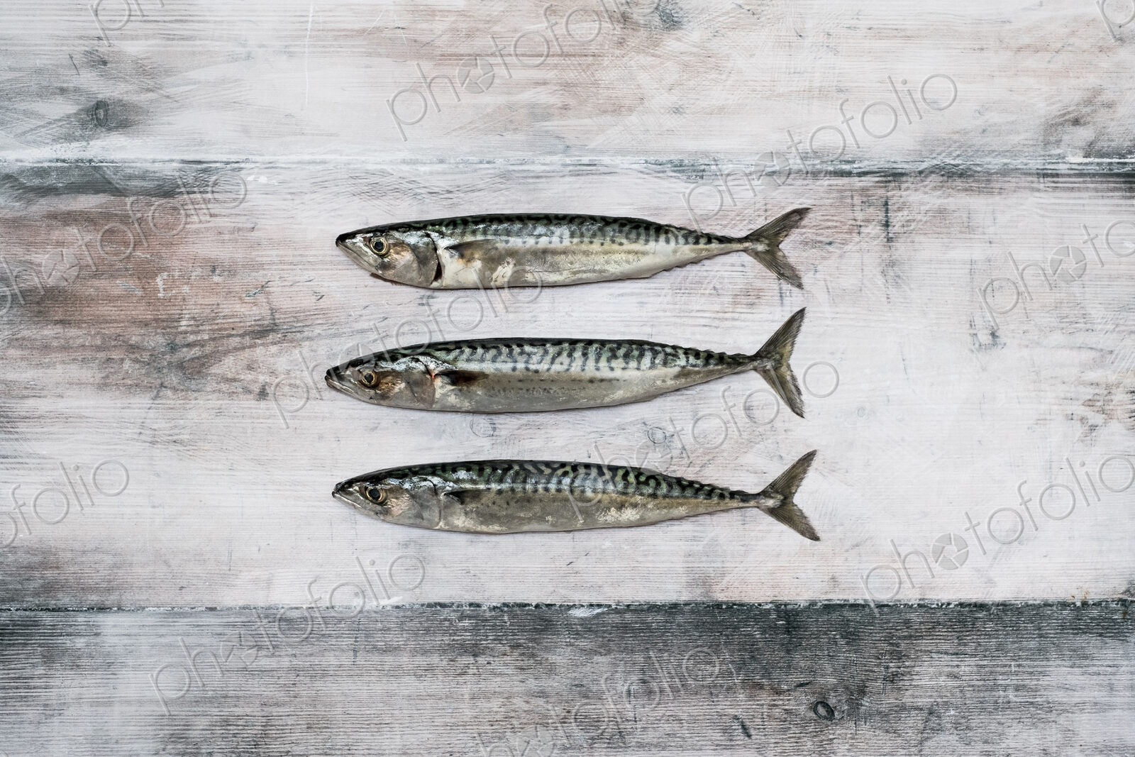High angle close up of three fresh mackerel fish.