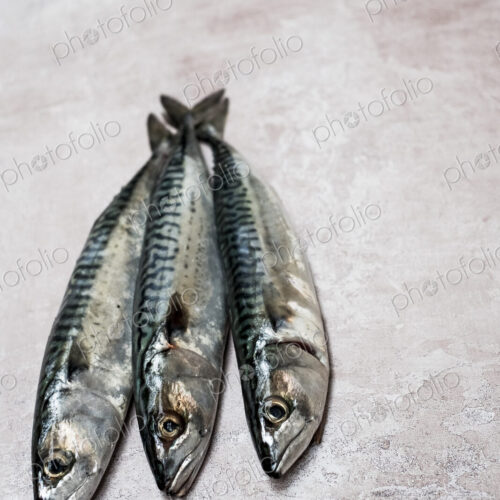 High angle close up of three fresh mackerel fish.