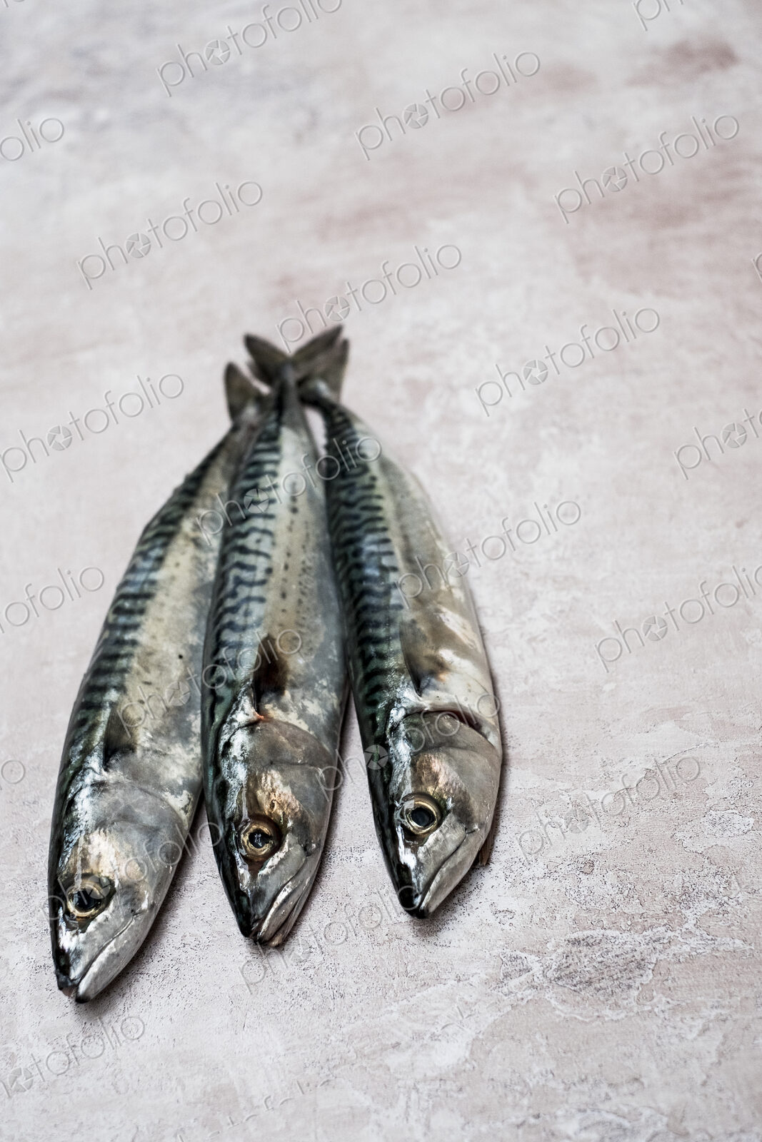 High angle close up of three fresh mackerel fish.