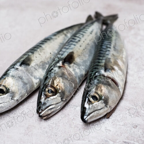 High angle close up of three fresh mackerel fish.