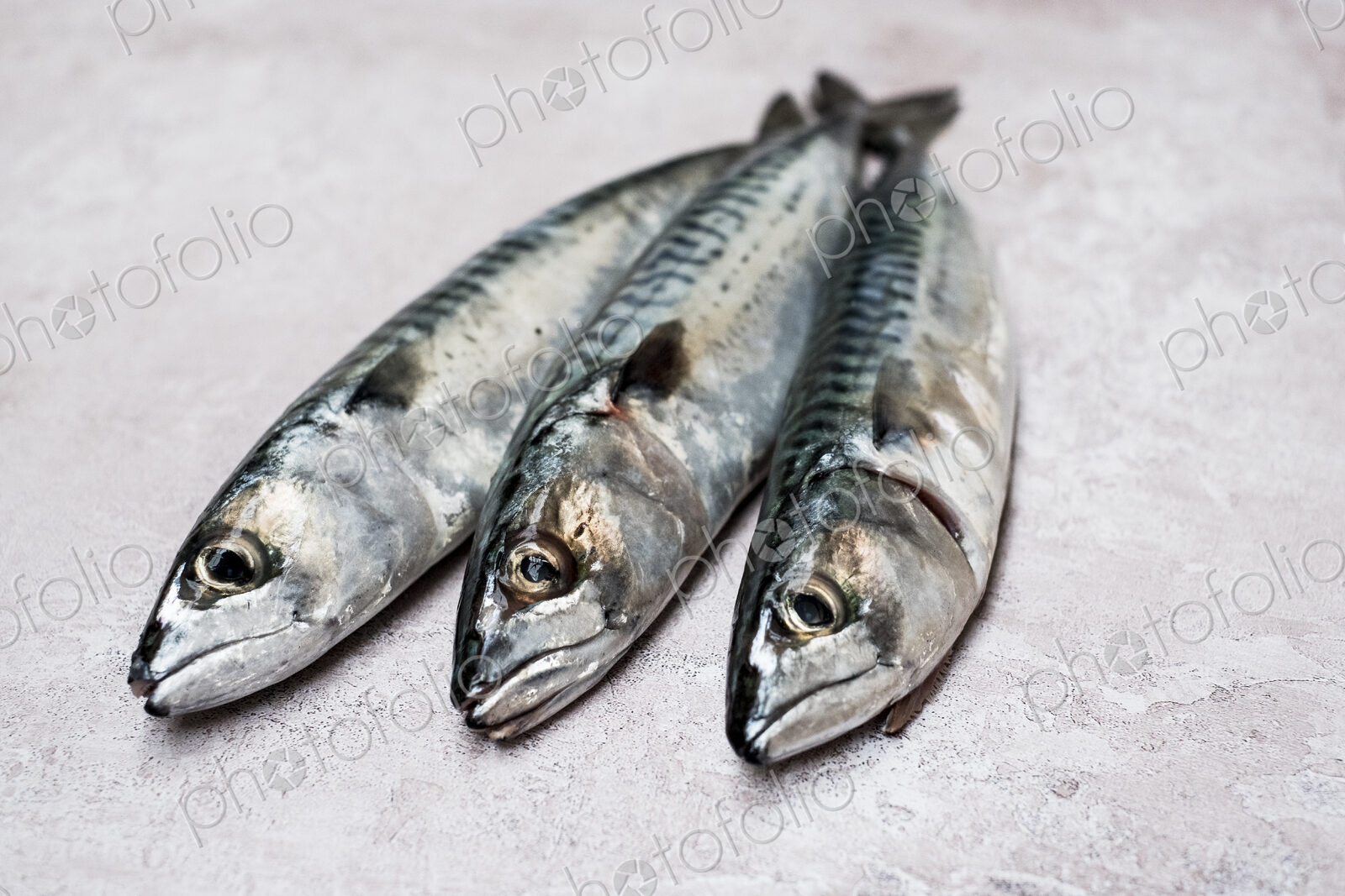 High angle close up of three fresh mackerel fish.