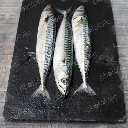 High angle close up of three fresh mackerel fish on black slate.