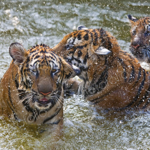 High angle close up of three tigers standing in a watering hole. High angle close up of three tigers standing in a watering hole.