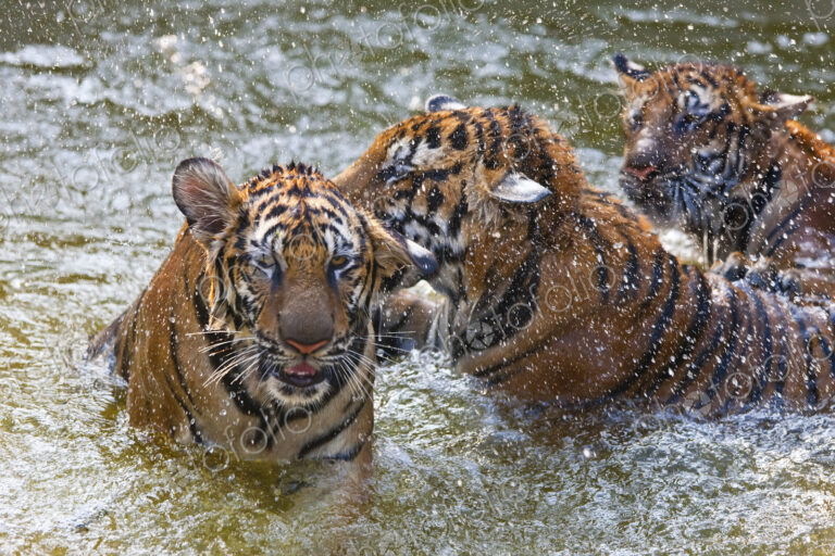 High angle close up of three tigers standing in a watering hole.