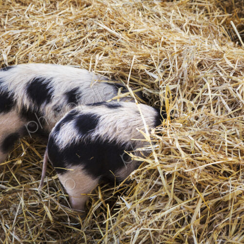 High angle close up of two Gloucester Old Spot pigs with its head burried in straw.