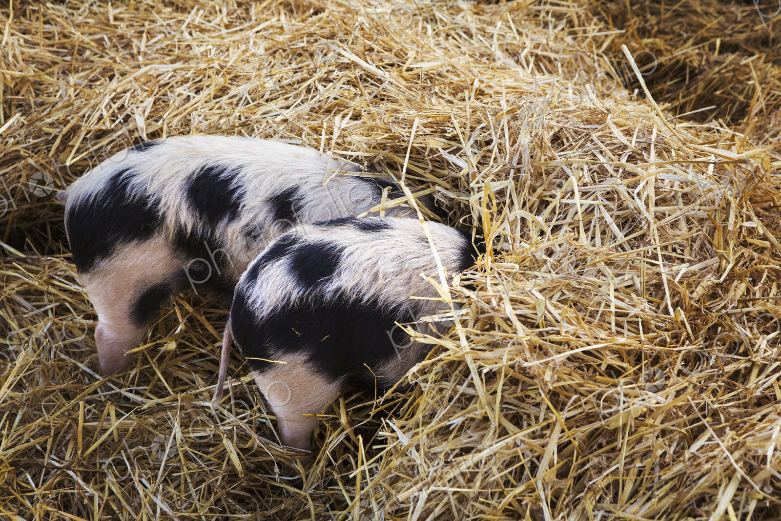 High angle close up of two Gloucester Old Spot pigs with its head burried in straw.