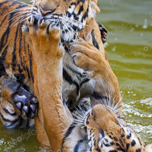High angle close up of two tigers in a watering hole. High angle close up of two tigers in a watering hole.