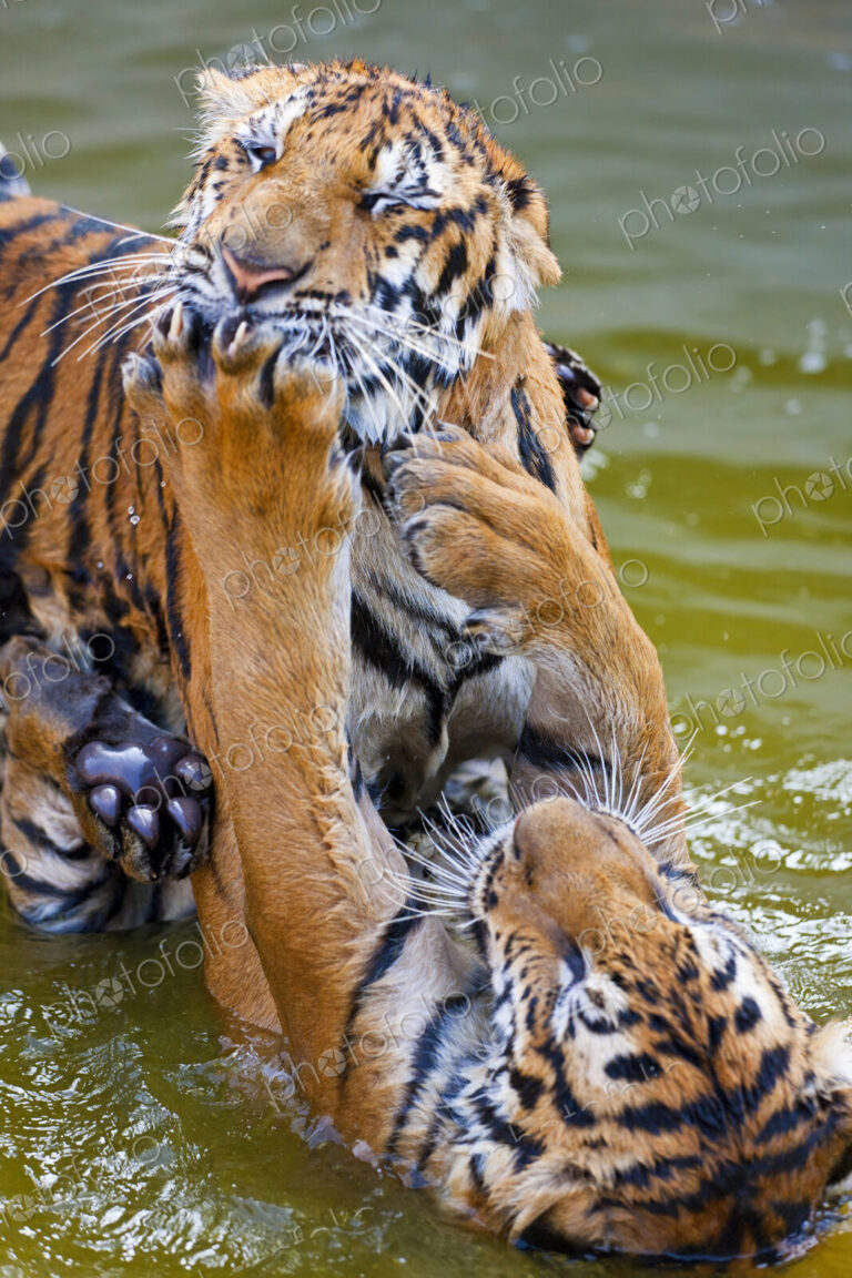 High angle close up of two tigers in a watering hole.
