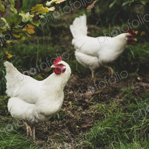 High angle close up of two white chickens standing on grass. High angle close up of two white chickens standing on grass.