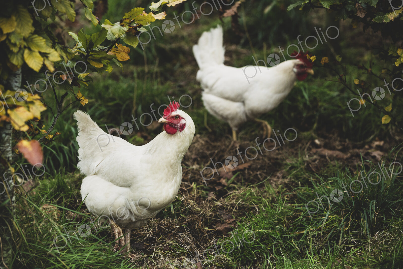 High angle close up of two white chickens standing on grass.