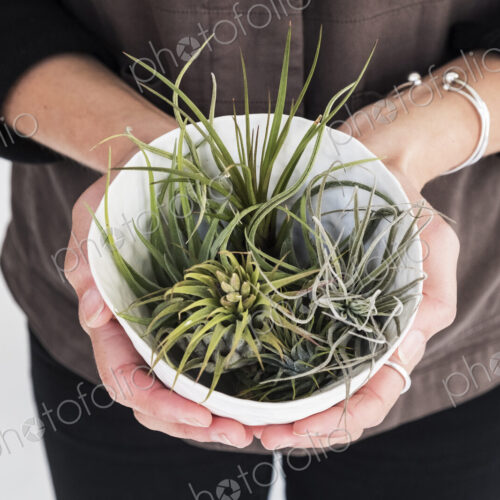 High angle close up of woman holding plant pot with a selection of air plants. High angle close up of woman holding plant pot with a selection of air plants.
