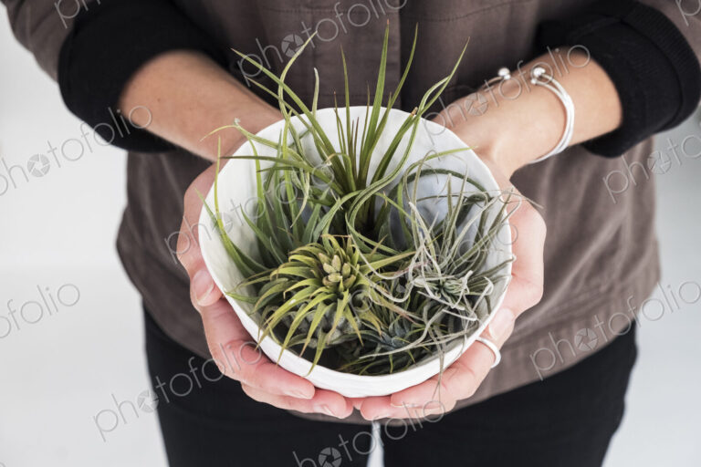 High angle close up of woman holding plant pot with a selection of air plants.