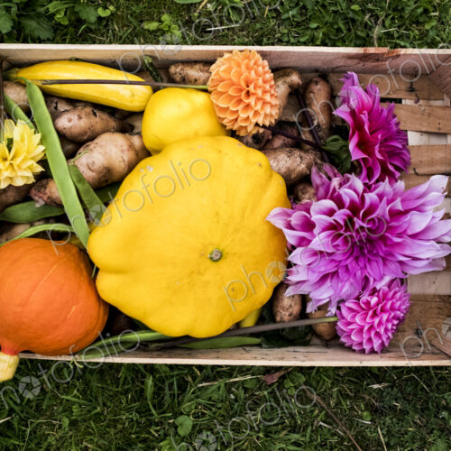 High angle close up of wooden box with fresh vegetables and cut pink Dahlias. High angle close up of wooden box with fresh vegetables and cut pink Dahlias.
