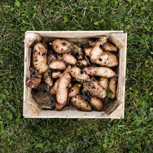 High angle close up of wooden crate with freshly harvested potatoes on a lawn. High angle close up of wooden crate with freshly harvested potatoes on a lawn.